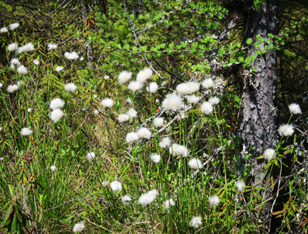Adirondack Wildflowers:  Cotton Grass on Barnum Bog at the Paul Smiths VIC